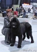 Превью фото № 232013