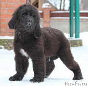 Превью фото № 232132