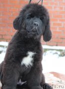 Превью фото № 232134