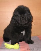 Превью фото № 232157