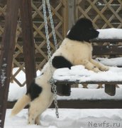 Превью фото № 232169