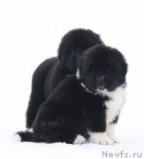 Превью фото № 232175