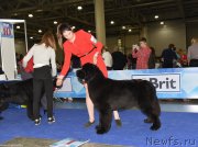 Превью фото № 232225