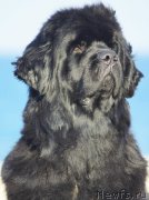 Превью фото № 232261