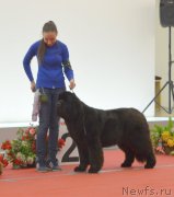 Превью фото № 232278