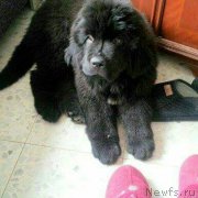 Превью фото № 232329