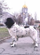 Превью фото № 232339