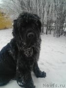 Превью фото № 232341