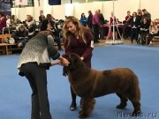 Превью фото № 232370