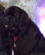 Превью фото № 232397