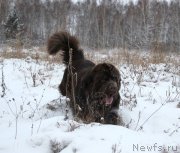 Превью фото № 232399