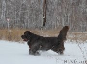 Превью фото № 232400