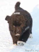 Превью фото № 232402