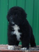 Превью фото № 232410