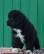 Превью фото № 232411