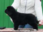 Превью фото № 232419