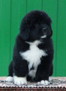 Превью фото № 232421