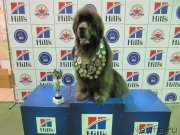 Превью фото № 232436