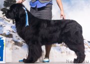 Превью фото № 232469