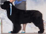 Превью фото № 232470