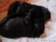 Превью фото № 232559