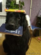 Превью фото № 232571