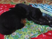 Превью фото № 232573