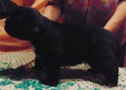 Превью фото № 232580