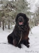 Превью фото № 232591