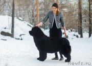 Превью фото № 232673