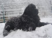 Превью фото № 232675