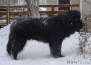 Превью фото № 232680