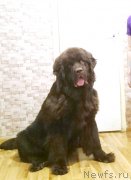 Превью фото № 232695