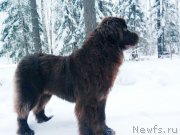 Превью фото № 232725