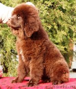 Превью фото № 232733