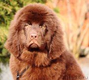 Превью фото № 232734