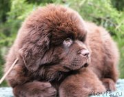 Превью фото № 232737