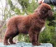 Превью фото № 232738