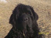 Превью фото № 232740