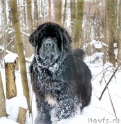 Превью фото № 232750