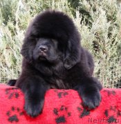 Превью фото № 232772