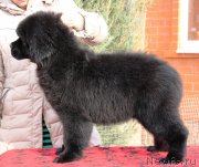 Превью фото № 232774