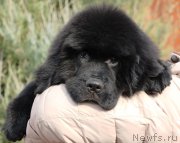 Превью фото № 232775