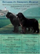 Превью фото № 232776