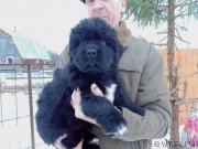 Превью фото № 232779