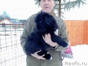 Превью фото № 232780