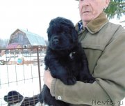 Превью фото № 232784