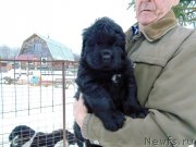 Превью фото № 232785