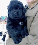 Превью фото № 232786