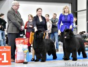 Превью фото № 232794